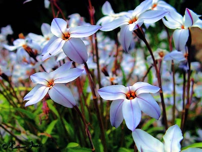 Œuvre de dedem: fleurs