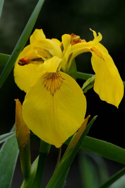 Résultat de recherche: Sur le canal du Rhône au Rhin (5)