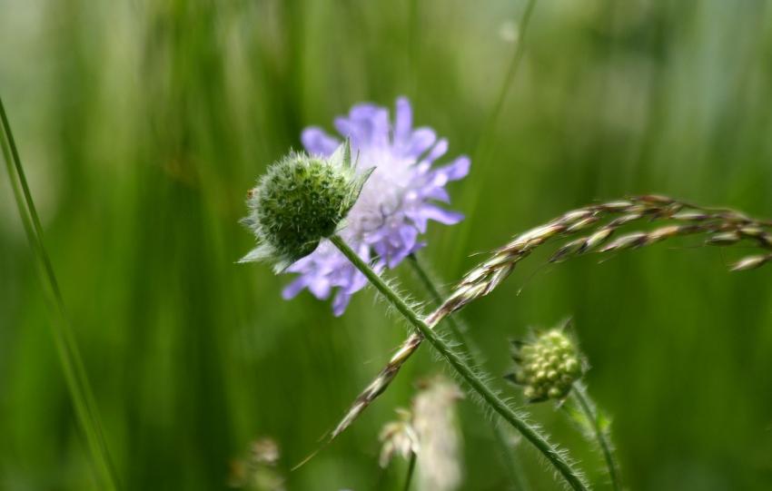 Au bord du  canal du Rhône au Rhin (5)