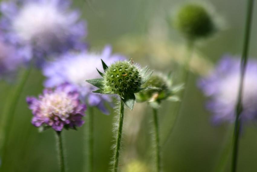 Au bord du  canal du Rhône au Rhin (3)