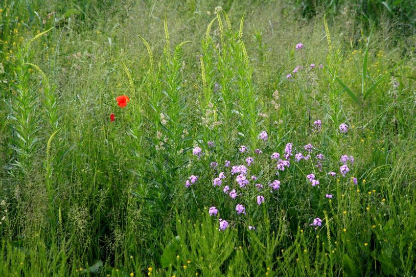 Au bord du  canal du Rhône au Rhin (6)