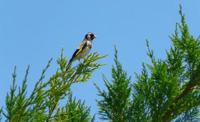 Œuvre de Ondine: Un chardonneret bien joyeux !