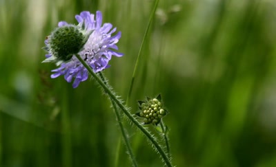 Résultat de recherche: Au bord du  canal du Rhône au Rhin (4)