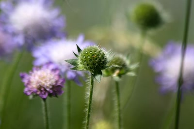 Résultat de recherche: Au bord du  canal du Rhône au Rhin (3)