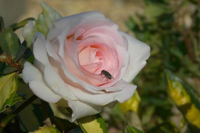 Œuvre de Ondine: Tiens, il reste une rose ?