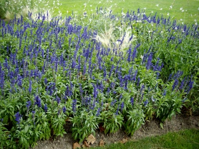 Œuvre de Walkyrie: Impressionnisme!