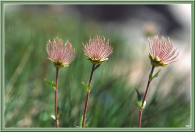 Résultat de recherche: Benoîte des montagnes.