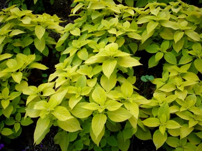 Résultat de recherche: Feuillage