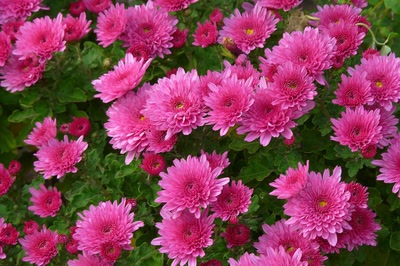 Œuvre de Ondine: Un beau rose !