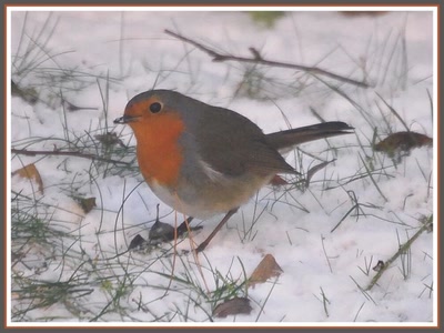 Rouge-gorge dans la neige