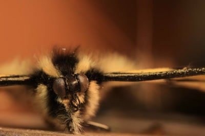 Résultat de recherche: Papillon