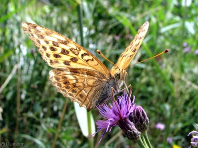 Résultat de recherche: ballades...