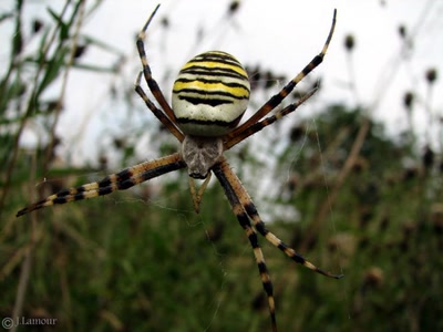 Résultat de recherche: ballades...