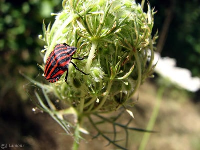 Résultat de recherche: ballades...