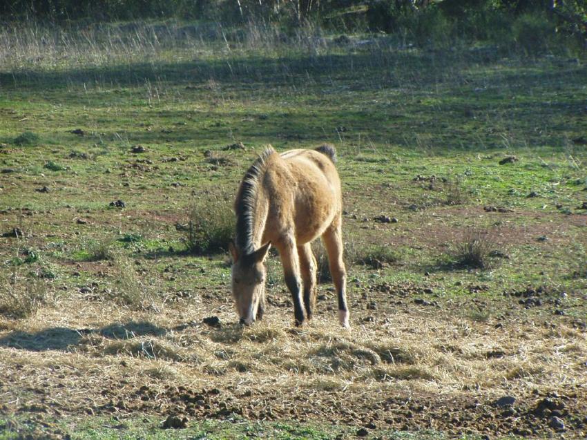 un cheval dans le champ