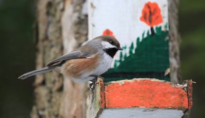 Œuvre de Doc55: Mésange