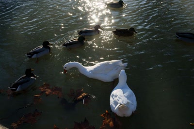 Canal du Midi en hiver.