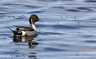 Résultat de recherche: Canard sauvage,