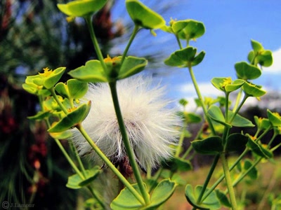Œuvre de dedem: Ballades...