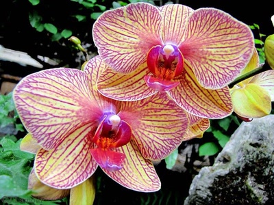 Œuvre de dedem: Ballades...