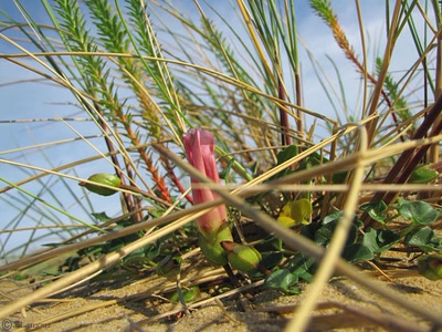 Œuvre de dedem: Ballades...
