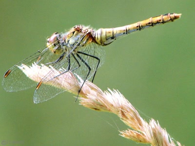 Résultat de recherche: ballades : libellules