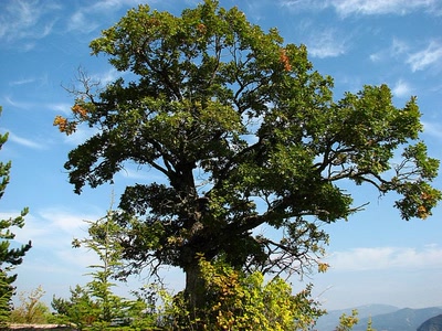 Résultat de recherche: Chêne 