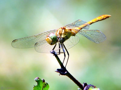 Résultat de recherche: ballades : libellules