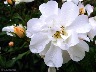 Œuvre de dedem: Ballades...