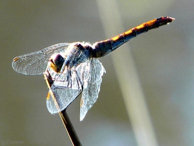 Résultat de recherche: ballades : libellules