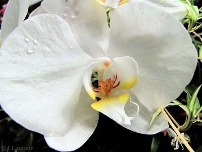 Œuvre de dedem: Ballades...