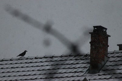 Résultat de recherche: La corneille sur le toit