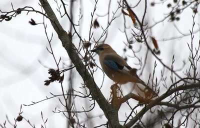 Résultat de recherche: Des oiseaux pour mon bien-''hêtre'' (21)
