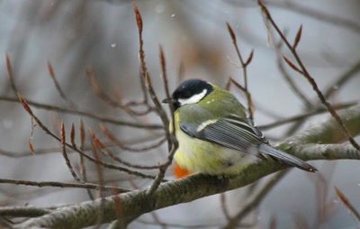 Résultat de recherche: Des oiseaux pour mon bien-''hêtre'' (23)