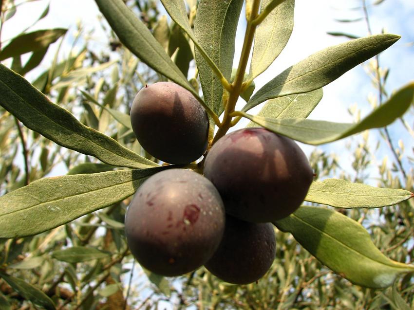 Olives de Nyons