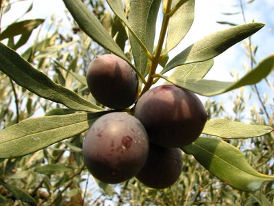 Résultat de recherche: Olives de Nyons