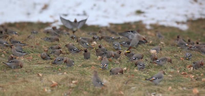 Œuvre de Doc55: Jaseur boréal