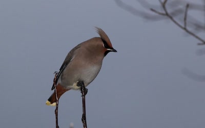 Œuvre de Doc55: Jaseur boréal 1