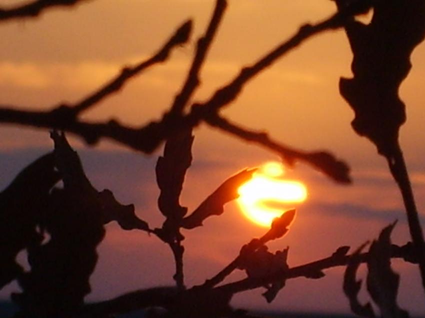 à travers les branchages