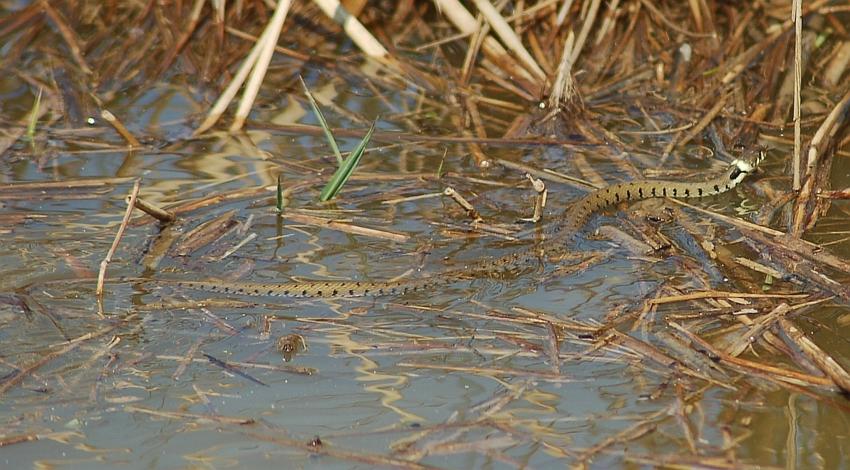 couleuvre à collier