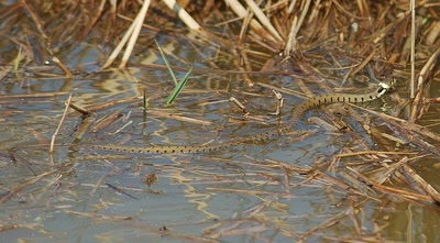 Œuvre de insousiant: couleuvre à collier