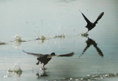 Œuvre de insousiant: course de foulques