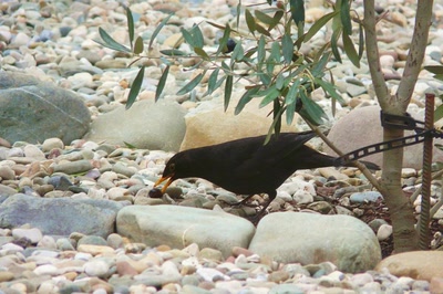 Œuvre de Ondine: Le merle et les olives