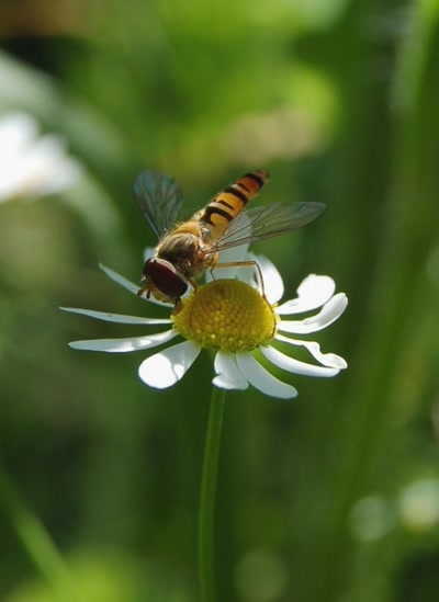 Œuvre de insousiant: syrphe