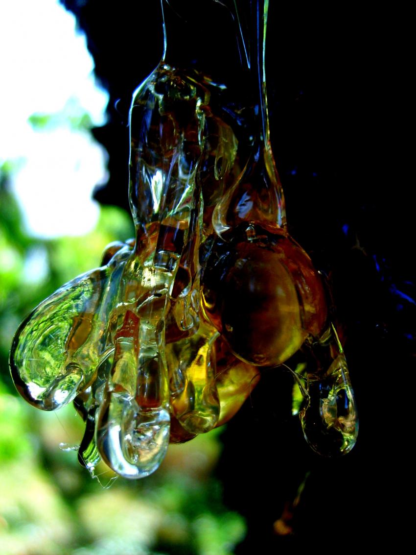 Sève dorée du jardin de mon oncle