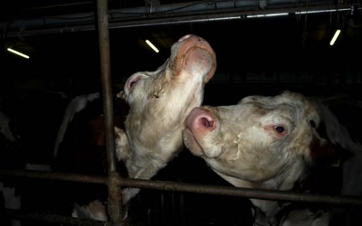 Œuvre de angel18_92: Vaches