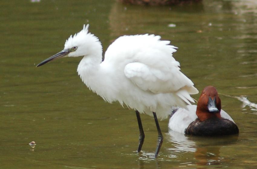 aigrette frigorifiée