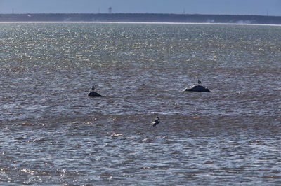 Œuvre de Doc55: Pas gelé encore