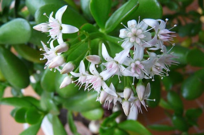 Œuvre de Ondine: Fleurs de crassula portulacea