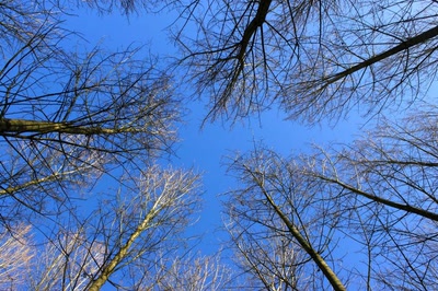 Résultat de recherche: La cime des arbres